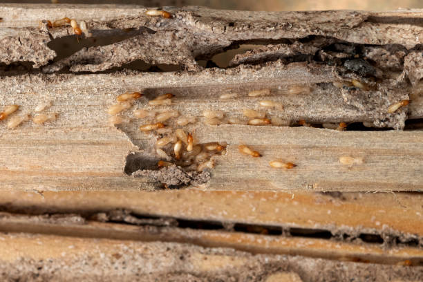 Pest Control for Restaurants in Hazard, KY